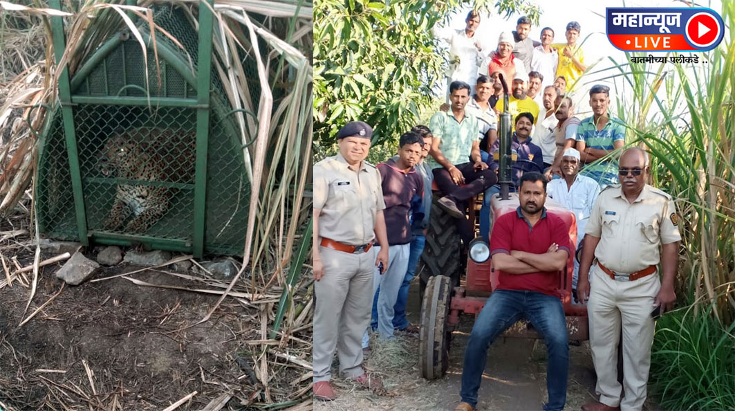 अजितदादांच्या गावातील बिबट्या अखेर वनखात्याच्या जाळ्यात..!
