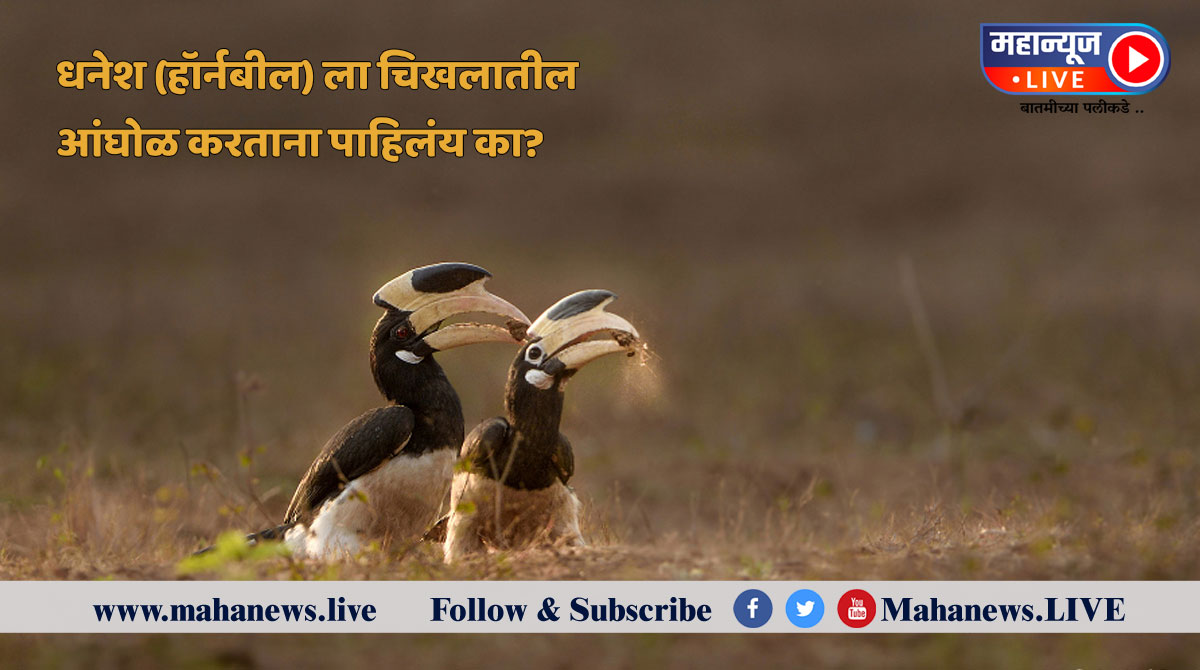 धनेश (हॉर्नबील) ला चिखलातील आंघोळ करताना पाहिलंय का?
