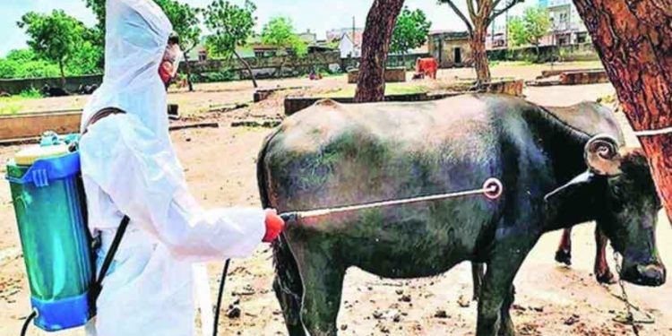 कोरोनासारखाच कांगो ताप महाराष्ट्राच्या डोक्याला ताप देणार?