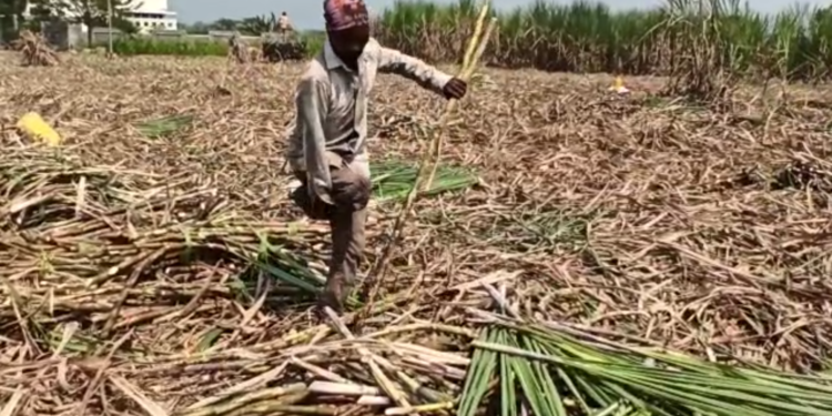 तो लढतोय, रडत नाही.. एक हात आणि एक पायाने जायबंदी झालेला वाल्मिकी ऊस तोड करतोय…!