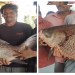 फक्त एकच मासा त्याला पाच हजार रुपये देऊन गेला! उजनीत सापडला 29 किलोचा मासा!