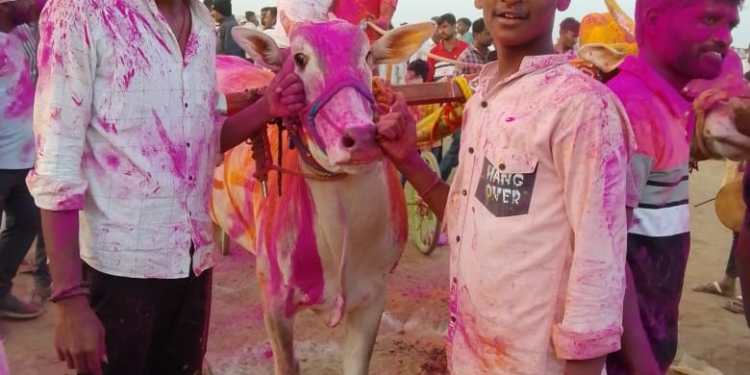 निमसाखरच्या डमरू आणि भारत बैलांनी आटपाडीच्या दिघंची येथील मैदान मारले!