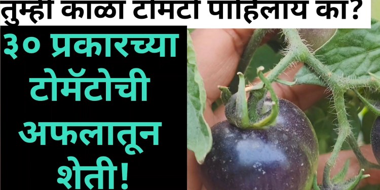बारामतीच्या कृषी विज्ञान केंद्रातील नवा प्रयोग : काळा टोमॅटो! शेतीच्या नवीन युगाची सुरुवात..!