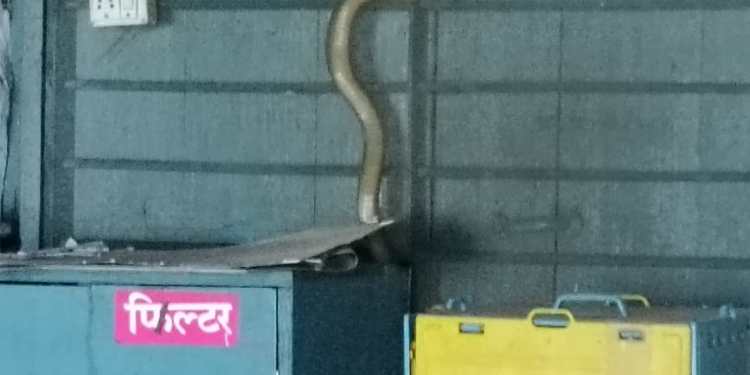 बाप रे बाप! शाळेत निघाले दोन दोन साप! पाटस येथील जिल्हा परिषदेच्या शाळेतील विद्यार्थ्यांची सुरक्षितता वाऱ्यावर!