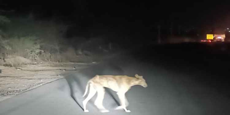 पाटस परिसरातील वनक्षेत्रात कॅरावान हाउंड कुत्राचा वावर ! वन्यप्राण्यांची शिकार होत असल्याची शक्यता!