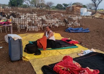 गायब’ नाहीत, लोकांच्या बांधावर आहेत! महादेव जानकर यांचा मेंढ्यांच्या वाडग्यावर मुक्काम !