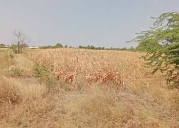 तारीख पे तारीख.. अन् ऊस जळत चालला; सुपेतील शेतकऱ्यांचा जनाईच्या आवर्तनासाठी आक्रोश!