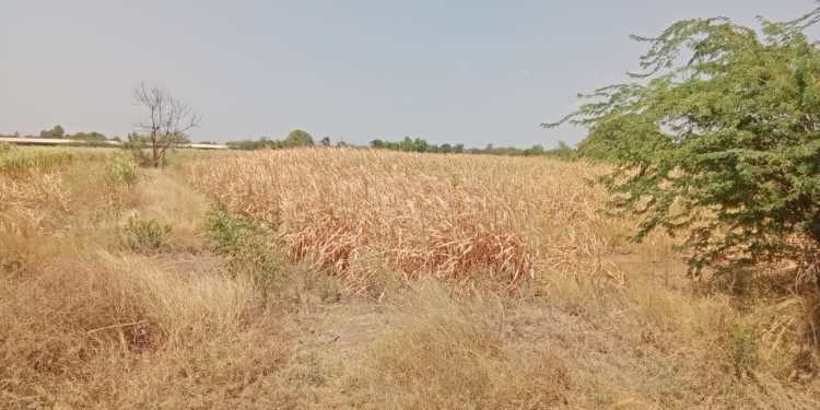 तारीख पे तारीख.. अन् ऊस जळत चालला; सुपेतील शेतकऱ्यांचा जनाईच्या आवर्तनासाठी आक्रोश!