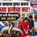 पतीच्या हत्येसाठी मण्यार सापाचा वापर; मेरठमध्ये पत्नी- प्रियकरासह चौघे अटकेत!
