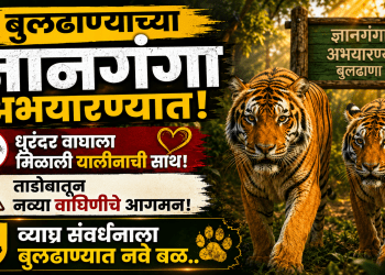 बुलढाण्याच्या ज्ञानगंगा अभयारण्यात ‘धुरंधर’ला मिळाली गर्लफ्रेंड! ताडोबातून ‘यालिना’वाघीणीचे आगमन, व्याघ्र संवर्धनाला नवे बळ