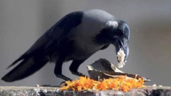 कचऱ्यातील विष पक्ष्यांच्या जीवावर बेतले; नाशिकमध्ये सिगारेटची पाकिटे खाणाऱ्या कावळ्यांचे आरोग्य धोक्यात